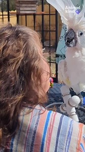 Pet cockatoo regains eyesight and sees former owner after 10 years