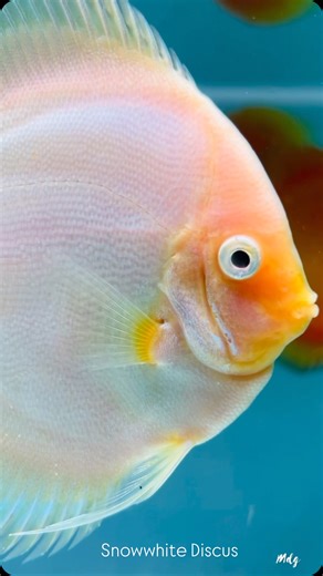 Bhavik Sangani | Snow White Discus, a stunning and elegant addition to any aquarium! 🐠❄️ This beautiful discus fish features a striking white body with... | Instagram