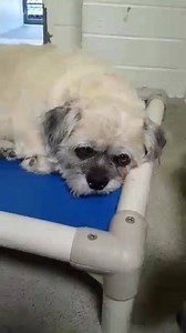 11K views · 133 reactions | It's no secret that ARCHIE is...