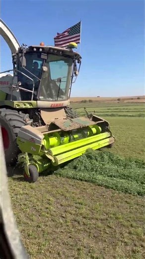 HARVESTER PLOWS ALFALFA AND LOADS IT ONTO A TRUCK