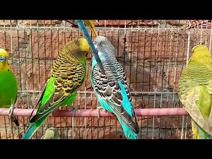 Australian beautiful bird's sounds