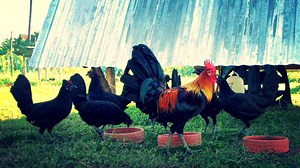 Preparing brood fowl for mating