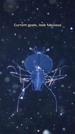 Planktonic Lobster Larva Somersaulting in the Dark. Blackwater Dive Anilao, Philippines