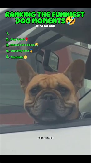 Ranking The Funniest Dog Moments😂 #shorts #dog #funnyshorts