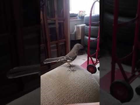 Pet Mockingbird