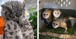 Hoo Knew Owls Could Be So Silly? The 10 Best Owl Videos On The Internet.