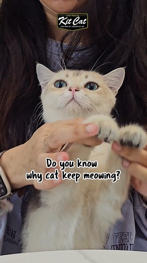 1.1K views · 13 reactions | Is your cat meowing more than usual? ...