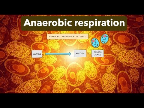 ANAEROBIC RESPIRATION