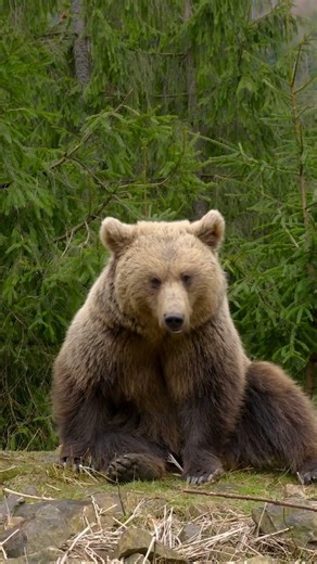 Kodiak Bears: Enter Their Kingdom