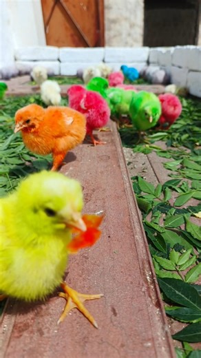 Beauty of Nature's Colorful chicks | murgi ke bacche chhote chhote | chicken free sounds #shorts