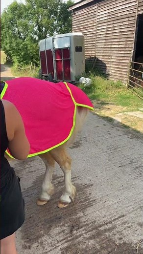 Staying visible and fly-free in hi-vis neon pink. #horse #equestrian #horses #fyp