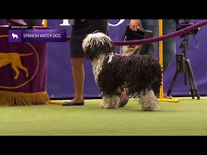 Spanish Water Dogs | Breed Judging 2024