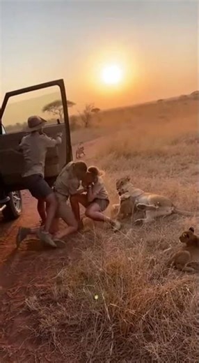 😱Woman Tries to Pet Lion Cubs Mother Lion Attacks #Lioness#LionCubs#Safari#WildlifeMoment#NatureGone