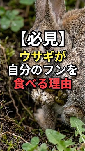 【必見】ウサギが自分のフンを食べる理由 #動物 #雑学 #トリビア #うさぎ #雑学図鑑