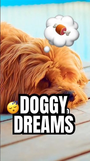 Dog Dreams 😴🐶