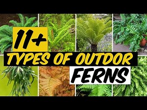 14 Types of Outdoor Ferns - The Planet of Greens