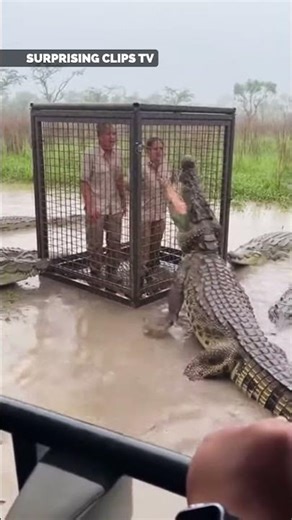 Alligator Confronts River Safari Cage