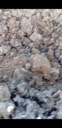 chicken dung | Angelo G. Allaga