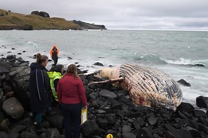 Decomposing whale brings bacteria, shark risks: Doc