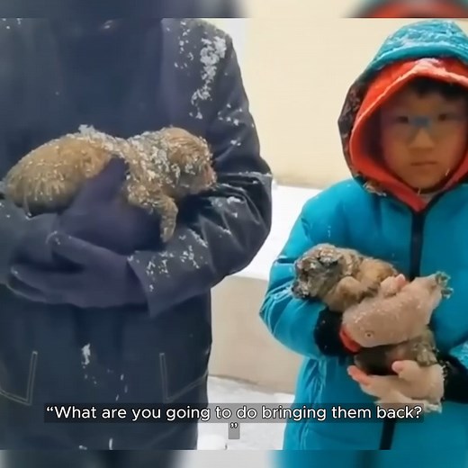 37K views · 1.4K reactions | Father and son came across two abandoned shivering puppies in the snow while enjoying snowy scenery #animalrescue #animals #dog #rescue | Animal Shelter | Facebook