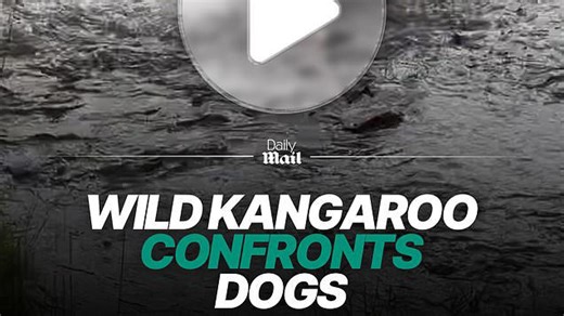 Wild kangaroo jumps to confront dogs