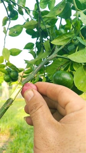 how to graft orange trees to multiply trees #grafting