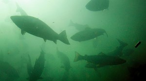 More wild Atlantic salmon found in Maine rivers than any time in the past decade, officials say