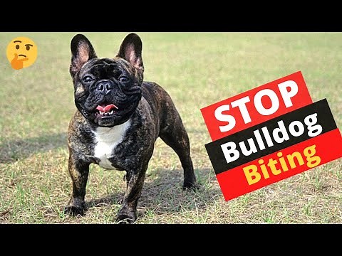 How to Stop a French Bulldog puppy from Excessive Biting? | French Bulldog Biting Behavior |