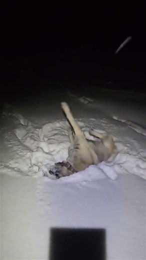 KANGAL Dog Enjoy in Snowfall | Animals #dogs #pitbull #kurt #puppy #animals #feed #cat #cow #cowbaby