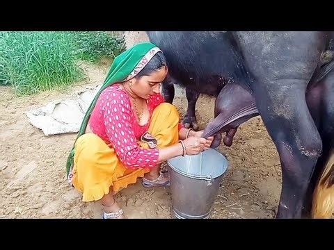 Latest milking video #cowmilking​ #goatmilking​#buffalomilkingbyhand​ #cleaningvlognew​ #cleaning​