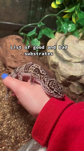 Best Substrates for Leopard Gecko Tank Setup