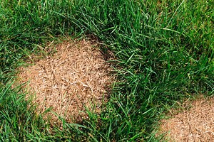 Professional Lawn Services - Green & Grow Lawncare