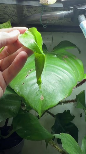 The Tiger Leg Monkey Frogs (Phyllomedusa Hypochondrialis) have laid another nest of eggs! #tigerlegmonkeyfrog #treefrog #frog #phyllomedusa #frogspawn