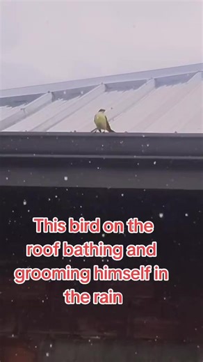 Tina (@tinaphi55)’s videos with Splish Splash - Bobby Darin