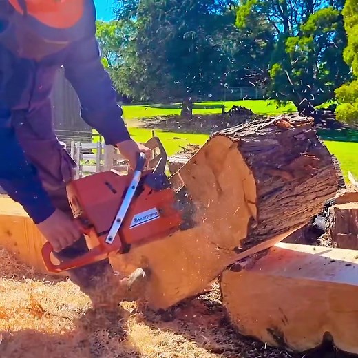 Powerful Husqvarna 3120xp Chainsaw Ripping Big Wood