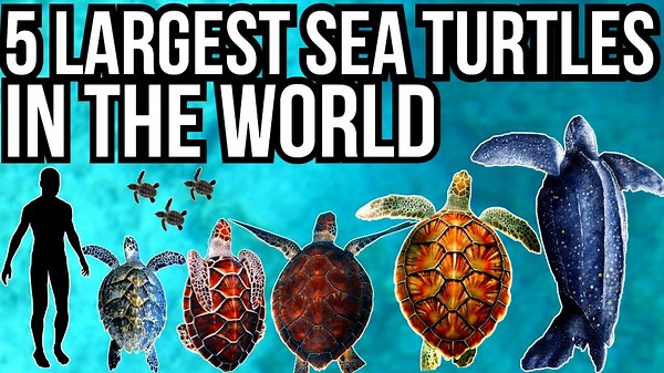 5 Largest Sea Turtles In The World
