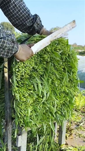 Fresh Green Fodder Harvested in One Go
