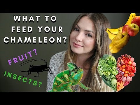 !!What To Feed Your Chameleon!!