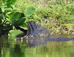 Look at the size of this alligator.