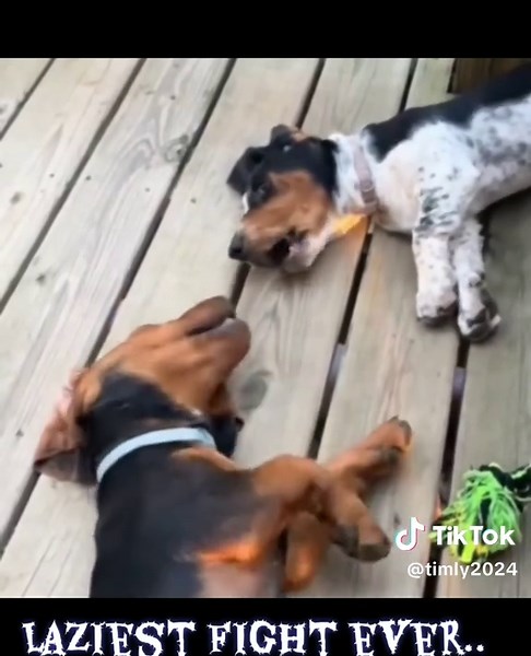 Hilarious Dogs in the Laziest Fight Ever