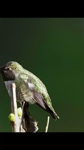 Male Anna Hummingbird #lilybetphotography #nature #wildlife #vancouverisland #wildlife #autumn