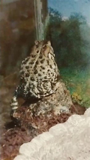 Guess who it is! It's froakie! #amphibian #americantoad