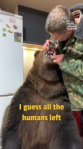 1M views · 883 reactions | This bear has a lot to talk about | The Pet Collective | Facebook