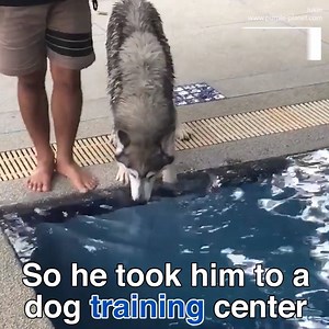 22M views · 3.9K reactions | This dog dreads his swimming lessons!  | Daily Mail Video | Facebook