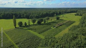 Beautiful Northen European trees lines up in a field in Limburg Belgium
