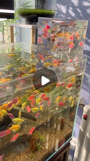 Acex on Instagram: "Negative pressure tank for fish to fly to the sky"