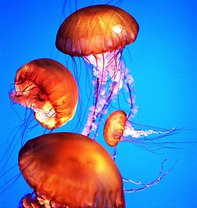 Phylum Cnidaria (Coelenterata): General Characters and more