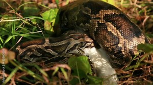 Boa constrictor eats chicken. Close-up of a large spotted python snake in the grass, swallowing its prey. The largest snake in the wild. Selective focus