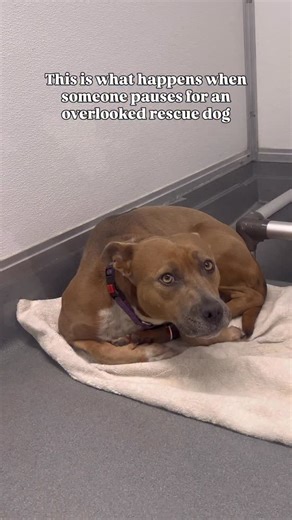 Moxie has been waiting over 400 days for a forever family. Despite being overlooked time and time again, she stays hopeful that the right person will fall in love with her. This beautiful 4-year-old, 50-lb, mixed-breed girl is gentle, loving, and soulful. We rescued Moxie from an overcrowded shelter more than a year ago, and she’s been thriving in her foster homes while waiting patiently for her forever match. She is a loyal, affectionate, and well-behaved pup who is so easy to fall in love with