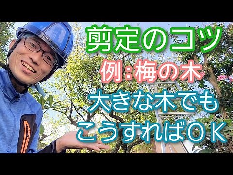 【庭木剪定のコツ①】手入れ時に大切な視点をウメを例に実践解説(2023年9月)🌳👀